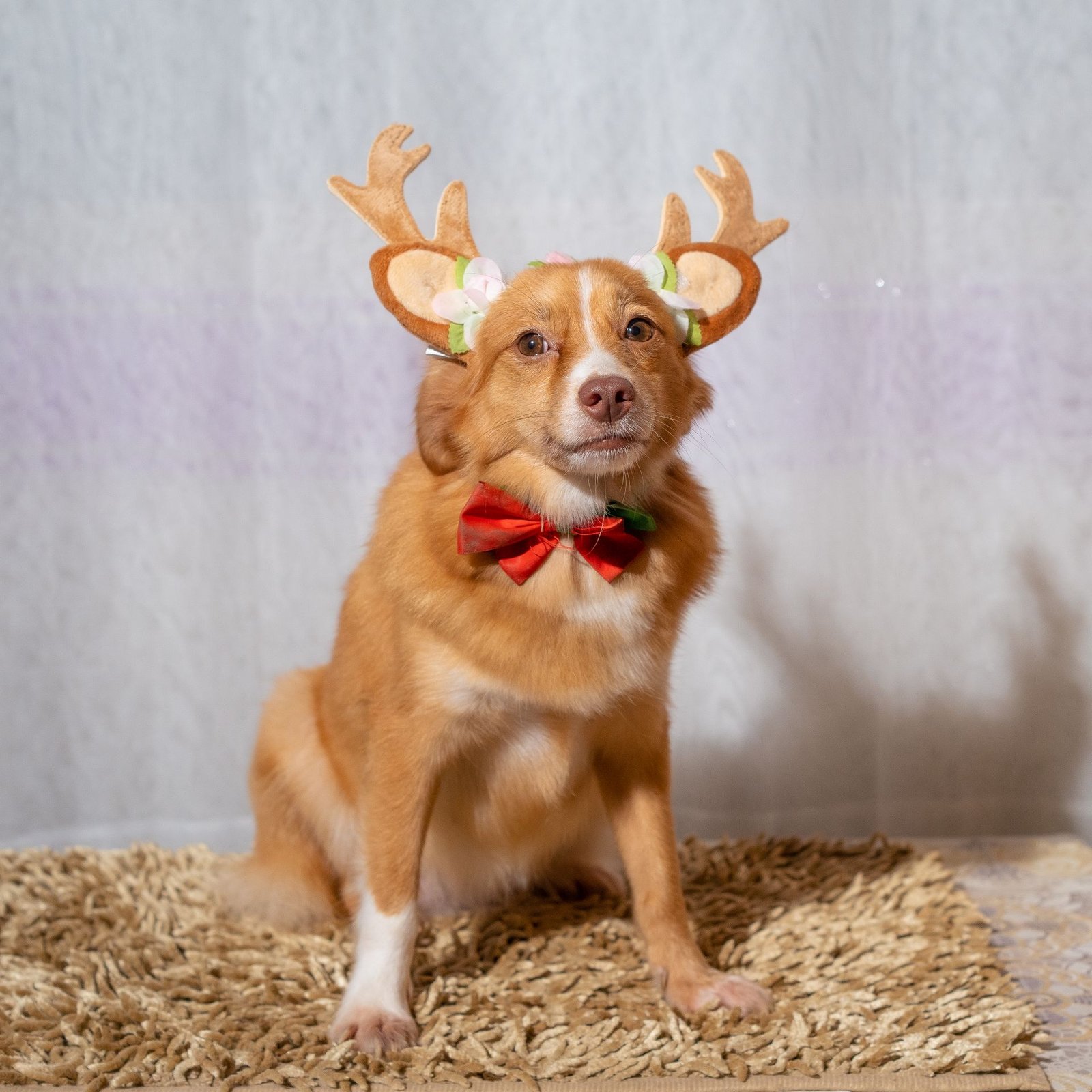 Pet Accessories