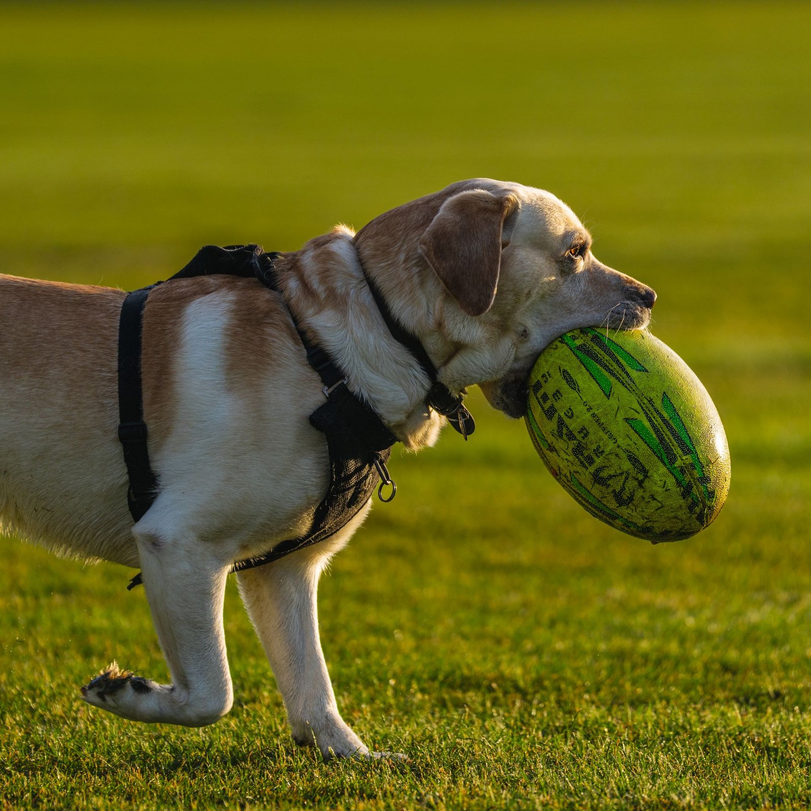 Pet Toys