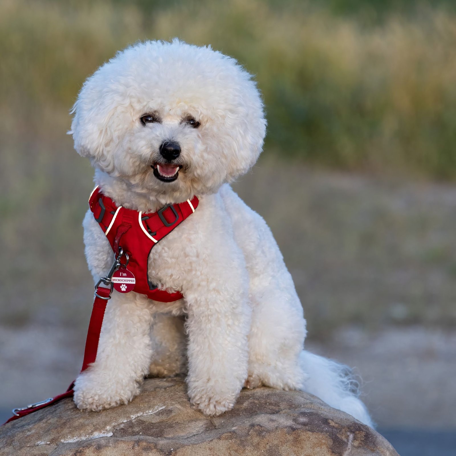 Dog Essentials