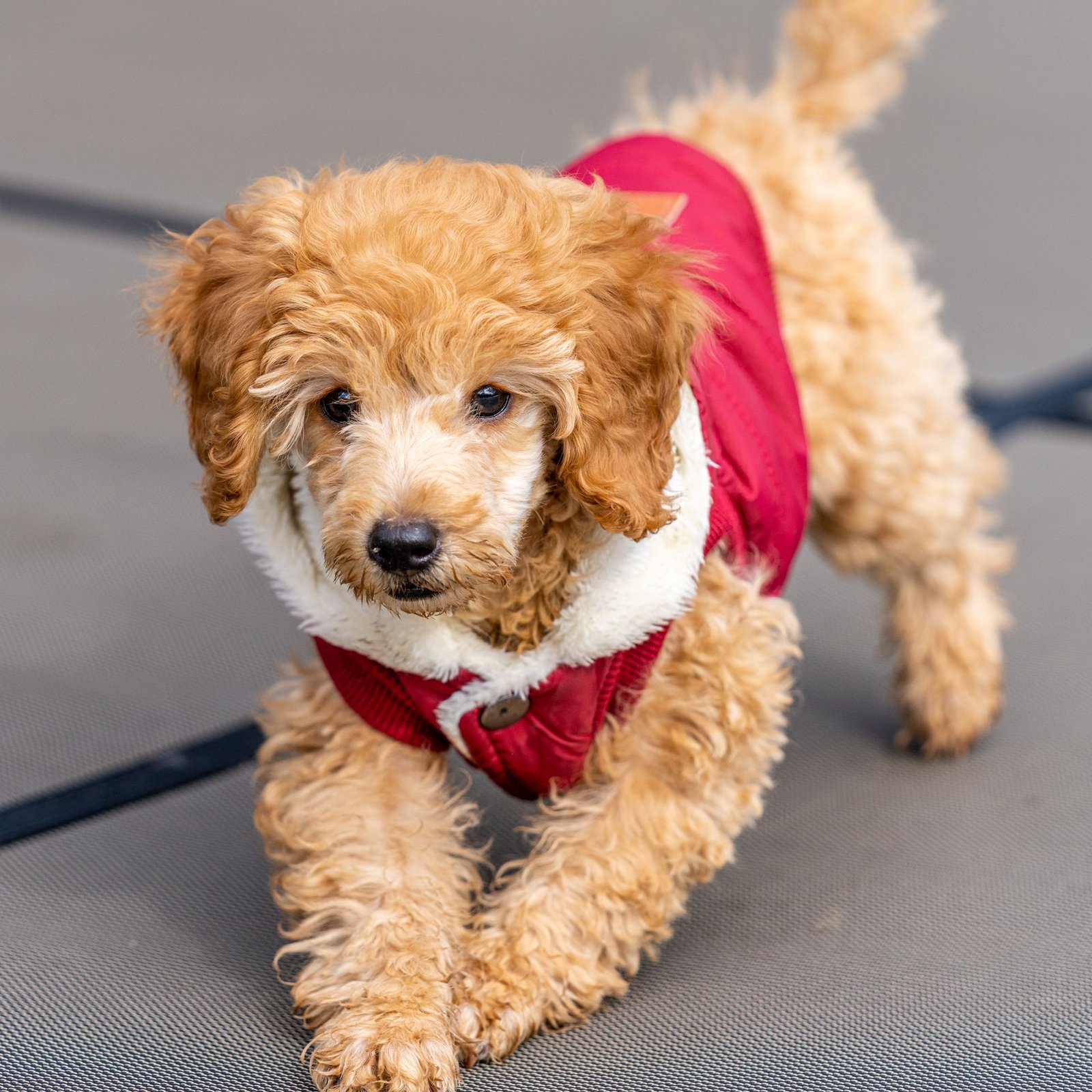 Pet Clothes